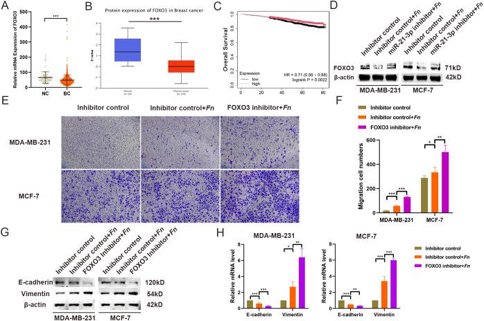 https://cdn.ncbi.nlm.nih.gov/pmc/blobs/49a1/12206713/2fc0a69c0505/fonc-15-1530269-g004.jpg