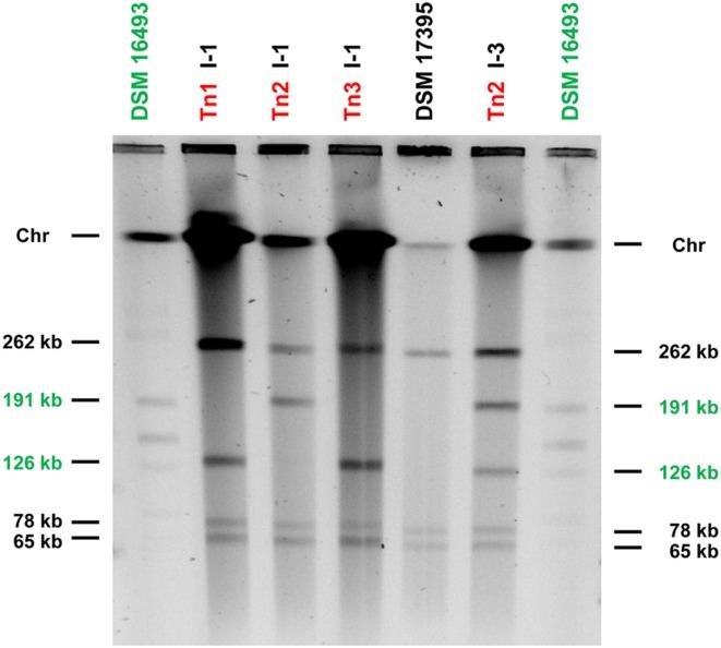 https://cdn.ncbi.nlm.nih.gov/pmc/blobs/49a1/4886583/6a7f9cb8d61d/fmicb-07-00742-g002.jpg