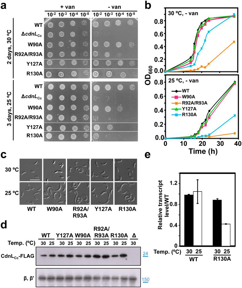 https://cdn.ncbi.nlm.nih.gov/pmc/blobs/49a3/5324124/65fee56ec1a2/srep43240-f6.jpg