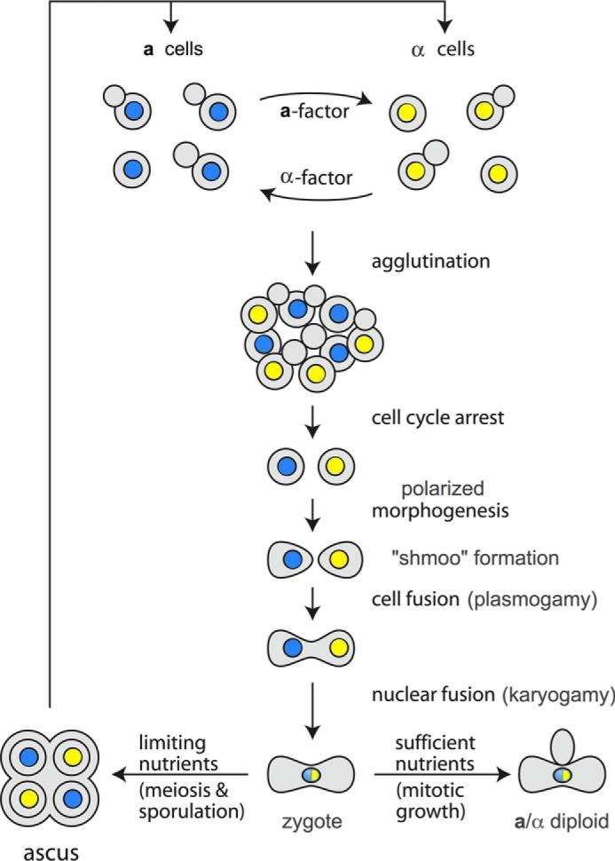 https://cdn.ncbi.nlm.nih.gov/pmc/blobs/49a5/4824985/a0b34633b492/zbc0181641880001.jpg