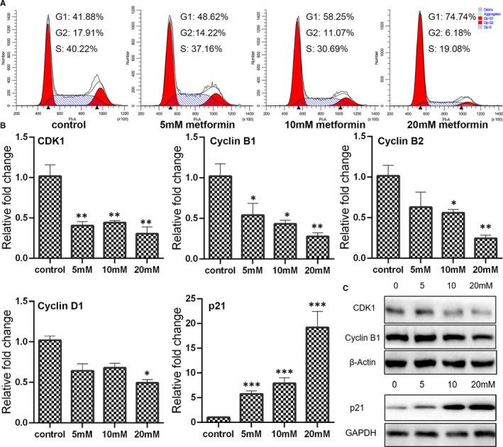 https://cdn.ncbi.nlm.nih.gov/pmc/blobs/49a8/8335702/9a6469cb8902/JCMM-25-7135-g004.jpg