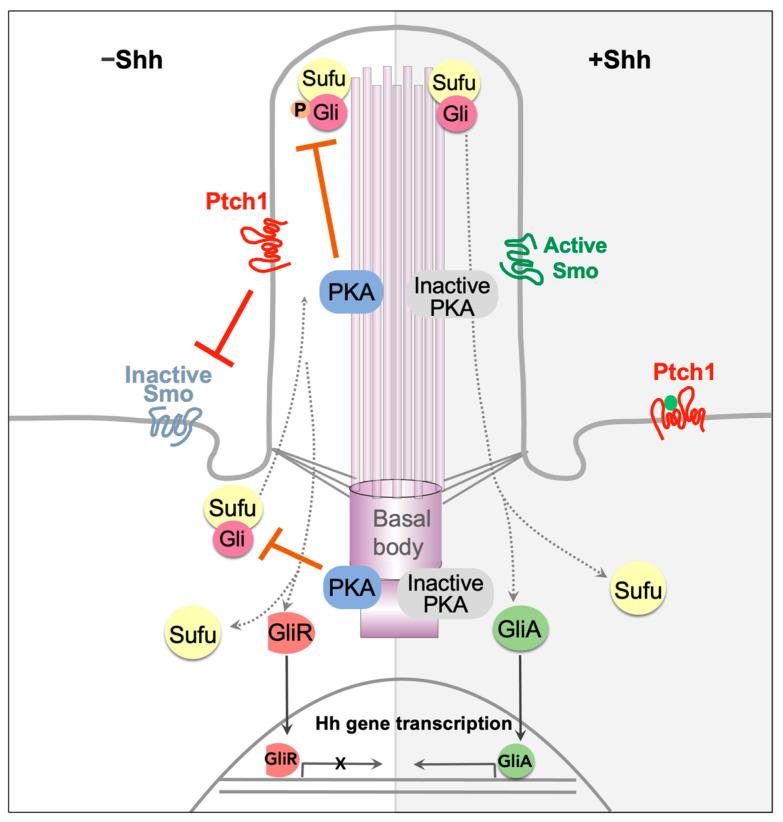 https://cdn.ncbi.nlm.nih.gov/pmc/blobs/49ac/10778342/3908df4c3342/cells-13-00021-g001.jpg