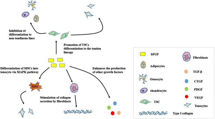 https://cdn.ncbi.nlm.nih.gov/pmc/blobs/49ac/9234302/83cf5e438f76/fphys-13-852795-g003.jpg
