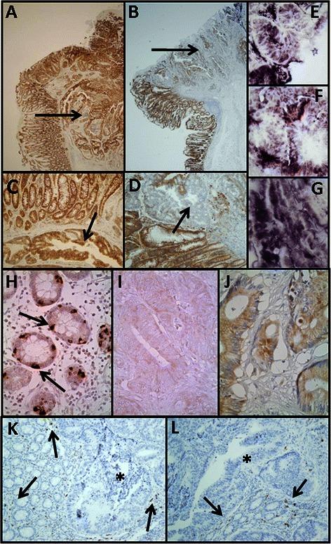 https://cdn.ncbi.nlm.nih.gov/pmc/blobs/49b2/4617710/bfe31ae6af26/12885_2015_1724_Fig2_HTML.jpg
