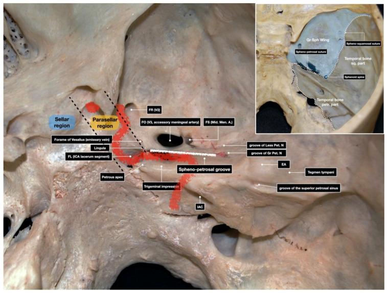 https://cdn.ncbi.nlm.nih.gov/pmc/blobs/49b2/8069204/b001825418ed/brainsci-11-00488-g001.jpg