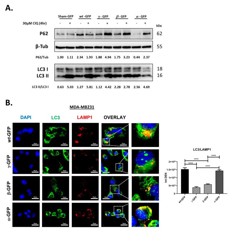 https://cdn.ncbi.nlm.nih.gov/pmc/blobs/49b9/9405542/b9f9ad49d7b8/biomolecules-12-01069-g004.jpg