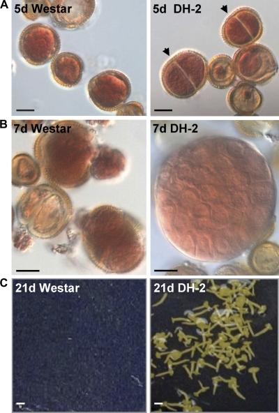 https://cdn.ncbi.nlm.nih.gov/pmc/blobs/49bf/2638438/b09a62ef2a96/jexbotern149f01_3c.jpg
