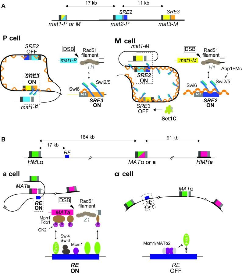 https://cdn.ncbi.nlm.nih.gov/pmc/blobs/49bf/6420890/26492ca5ab45/294_2018_900_Fig3_HTML.jpg