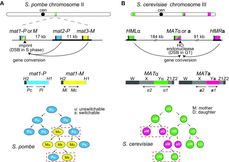 https://cdn.ncbi.nlm.nih.gov/pmc/blobs/49bf/6420890/33137e844b20/294_2018_900_Fig1_HTML.jpg