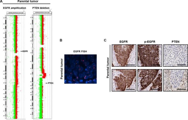 https://cdn.ncbi.nlm.nih.gov/pmc/blobs/49c2/5239502/9c6938860afc/oncotarget-07-51626-g002.jpg