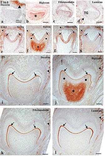 https://cdn.ncbi.nlm.nih.gov/pmc/blobs/49c2/7029624/a992efb43c75/ejh-64-1-3092-g006.jpg