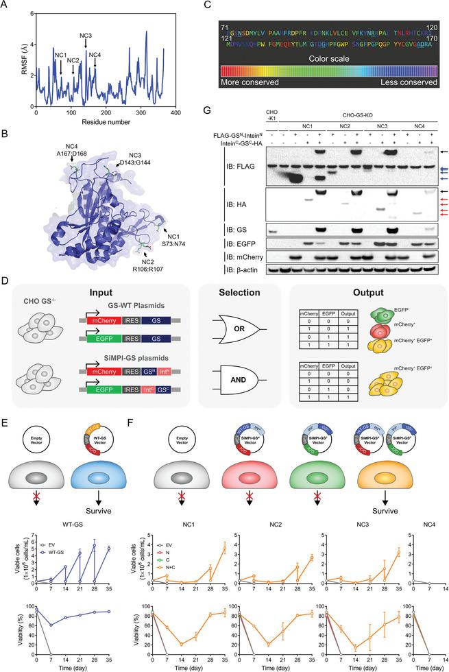 https://cdn.ncbi.nlm.nih.gov/pmc/blobs/49c6/11481413/9461b68a4e2a/ADVS-11-2405593-g002.jpg