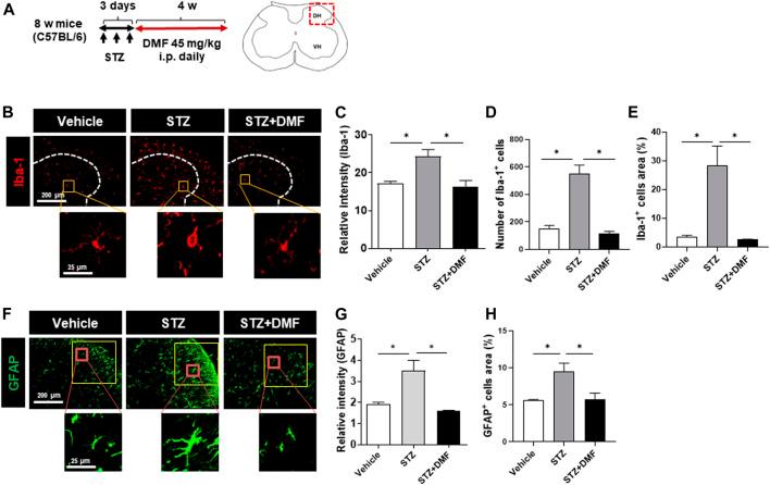 https://cdn.ncbi.nlm.nih.gov/pmc/blobs/49c8/8137969/092e9b073528/fphar-12-612981-g001.jpg