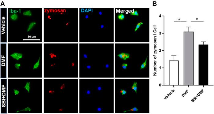 https://cdn.ncbi.nlm.nih.gov/pmc/blobs/49c8/8137969/37121df3b6cb/fphar-12-612981-g006.jpg