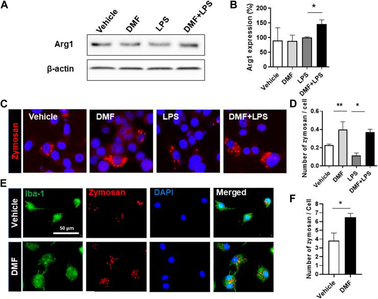 https://cdn.ncbi.nlm.nih.gov/pmc/blobs/49c8/8137969/baa78aa7c455/fphar-12-612981-g003.jpg
