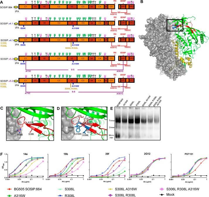 https://cdn.ncbi.nlm.nih.gov/pmc/blobs/49c9/5798299/bbccbdc3b413/zbc0051880910001.jpg