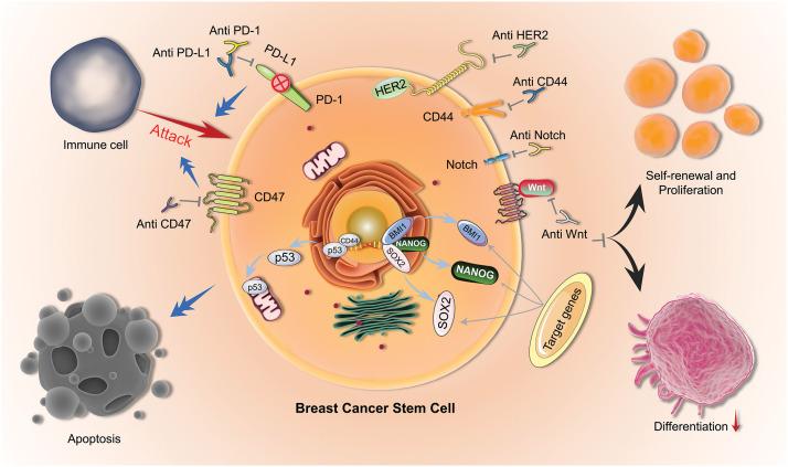 https://cdn.ncbi.nlm.nih.gov/pmc/blobs/49cd/11964876/ad0b8d72119b/OncolRes-33-50505-f001.jpg