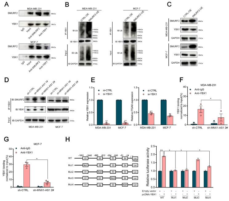 https://cdn.ncbi.nlm.nih.gov/pmc/blobs/49ce/12160916/05179fa59d23/ijbsv21p3689g006.jpg
