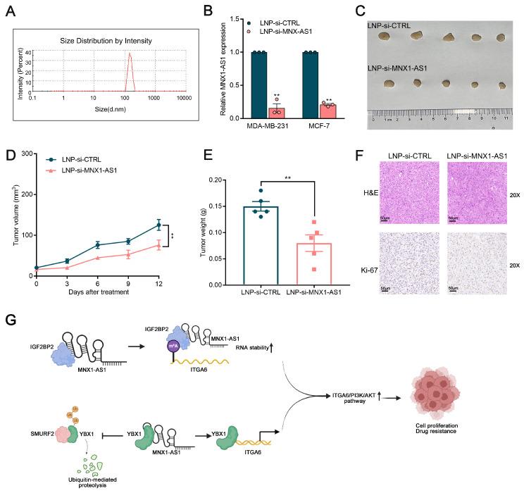 https://cdn.ncbi.nlm.nih.gov/pmc/blobs/49ce/12160916/3471fd0699c8/ijbsv21p3689g008.jpg