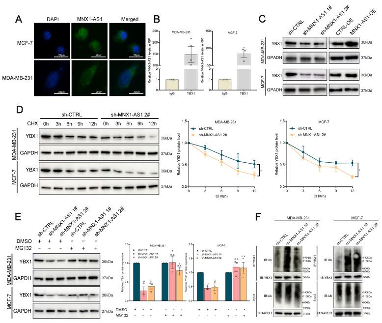 https://cdn.ncbi.nlm.nih.gov/pmc/blobs/49ce/12160916/c9d9b821e2fa/ijbsv21p3689g005.jpg