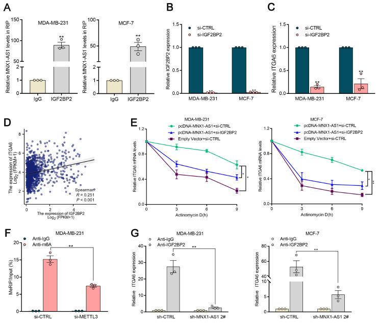 https://cdn.ncbi.nlm.nih.gov/pmc/blobs/49ce/12160916/f40881cfd8f4/ijbsv21p3689g007.jpg