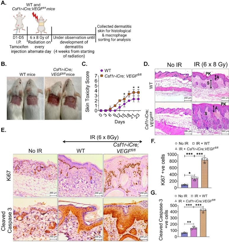 https://cdn.ncbi.nlm.nih.gov/pmc/blobs/49d0/12406352/c222f79a35e6/12967_2025_7016_Fig4_HTML.jpg