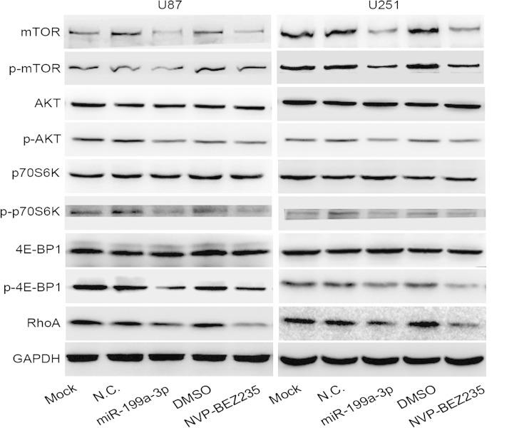 https://cdn.ncbi.nlm.nih.gov/pmc/blobs/49d5/4644202/47ce68d5957c/13277_2015_3409_Fig5_HTML.jpg
