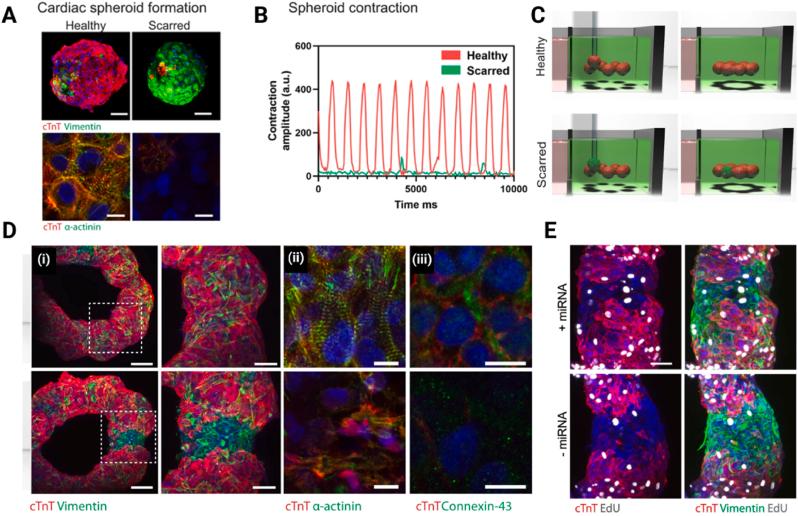 https://cdn.ncbi.nlm.nih.gov/pmc/blobs/49da/12281243/21b952bbfe19/gr4.jpg