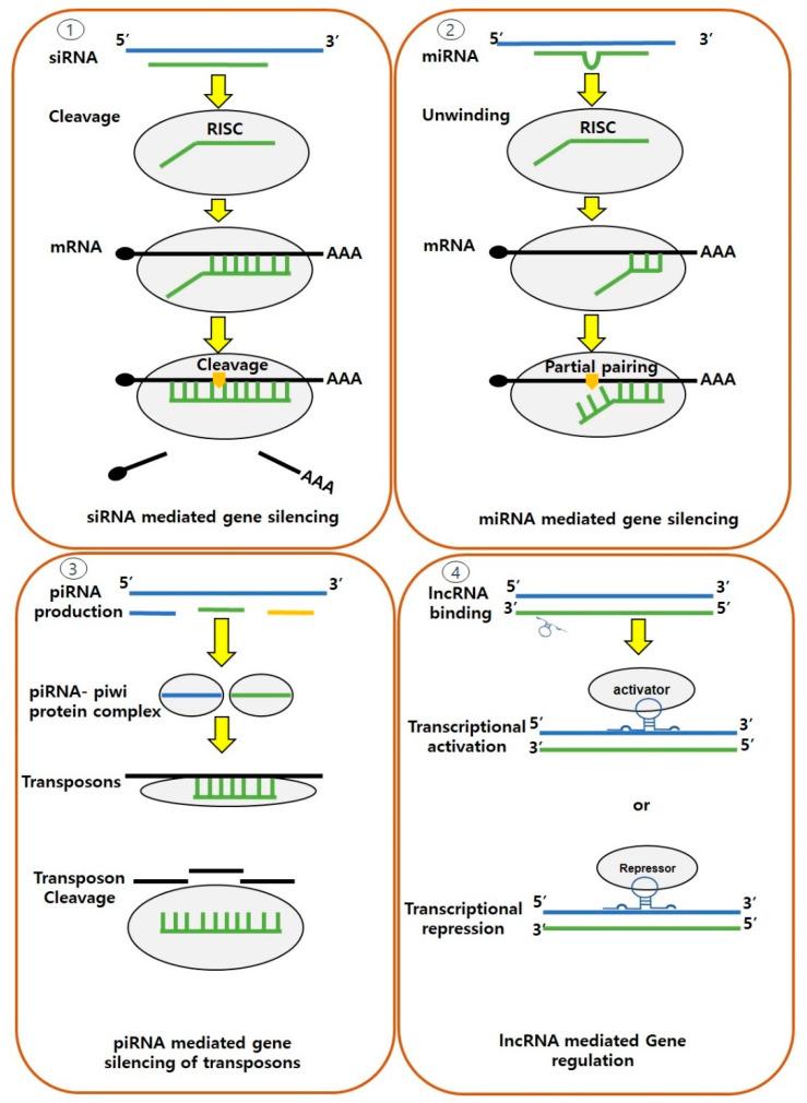 https://cdn.ncbi.nlm.nih.gov/pmc/blobs/49de/10531180/5014d9f19f4a/genes-14-01682-g005.jpg