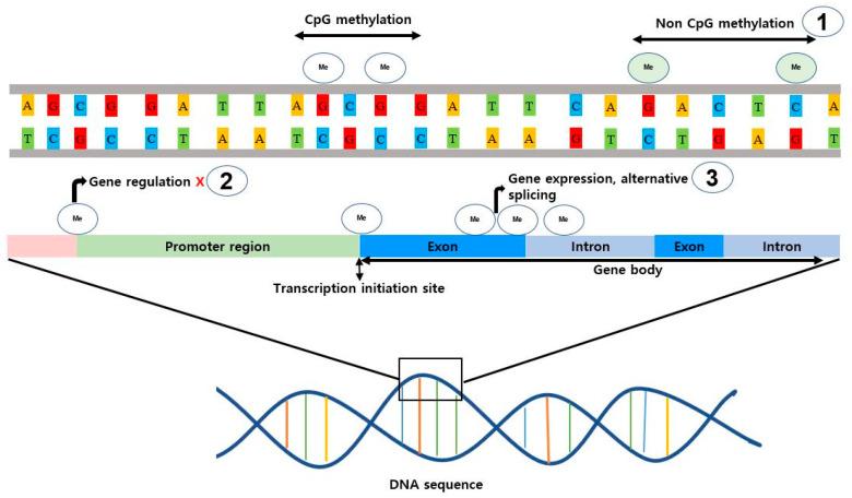 https://cdn.ncbi.nlm.nih.gov/pmc/blobs/49de/10531180/97ba7d1df39f/genes-14-01682-g003.jpg