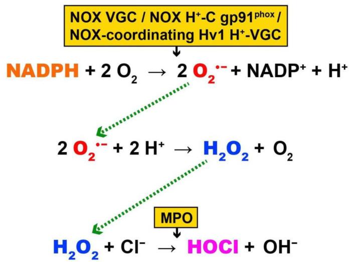 https://cdn.ncbi.nlm.nih.gov/pmc/blobs/49de/8470280/fc5c7306ac9b/ijms-22-10041-g001.jpg