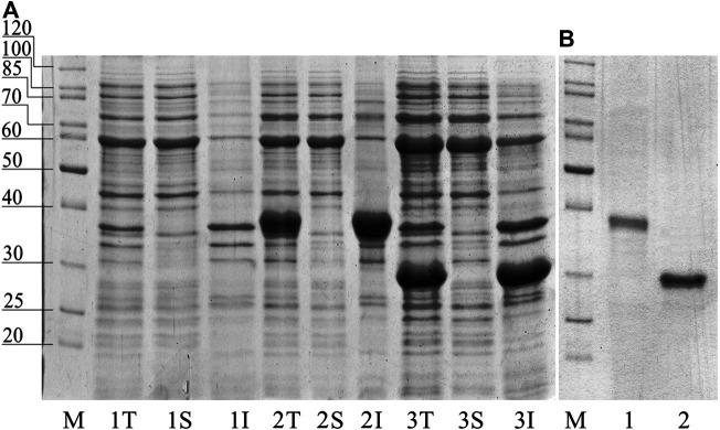 https://cdn.ncbi.nlm.nih.gov/pmc/blobs/49e1/8490864/46bcb05fd030/fbioe-09-728501-g002.jpg