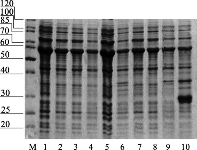 https://cdn.ncbi.nlm.nih.gov/pmc/blobs/49e1/8490864/a1ee75d6d8a4/fbioe-09-728501-g006.jpg