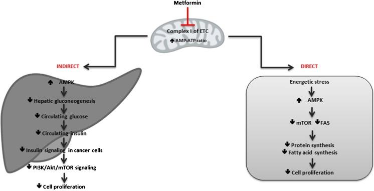 https://cdn.ncbi.nlm.nih.gov/pmc/blobs/49e4/5405102/8e06a3e6b0bc/11934_2017_693_Fig1_HTML.jpg
