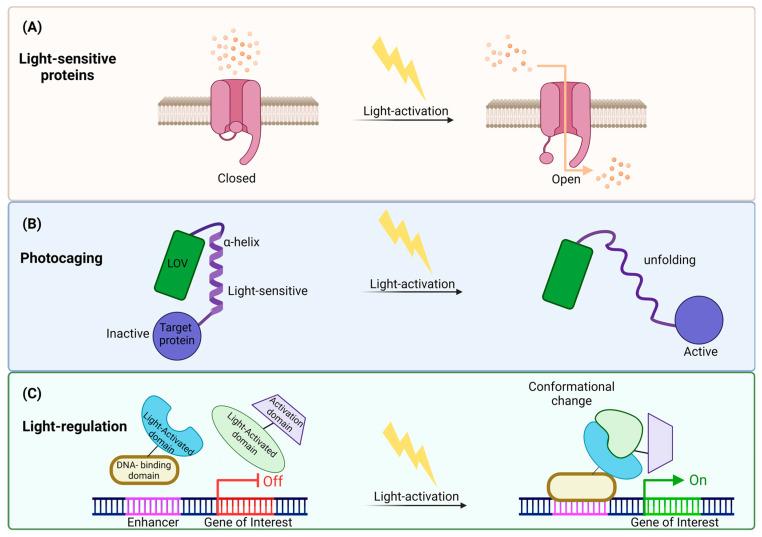 https://cdn.ncbi.nlm.nih.gov/pmc/blobs/49e5/11011852/2bc9695971d5/ijms-25-04001-g003.jpg