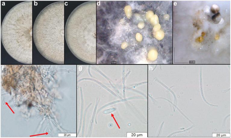 https://cdn.ncbi.nlm.nih.gov/pmc/blobs/49e5/11703833/1cecc3b4ce1c/fmicb-15-1501182-g006.jpg