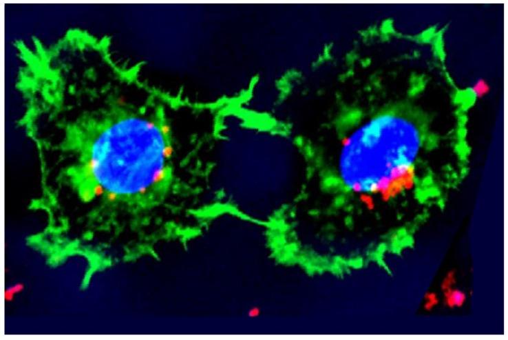 https://cdn.ncbi.nlm.nih.gov/pmc/blobs/49e6/10535405/1db0d6d1416a/pathogens-12-01160-g001.jpg