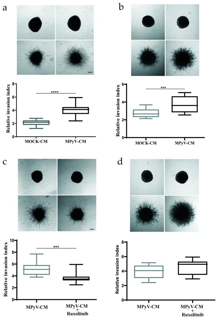 https://cdn.ncbi.nlm.nih.gov/pmc/blobs/49e6/8123340/50745c149356/cancers-13-02076-g006.jpg