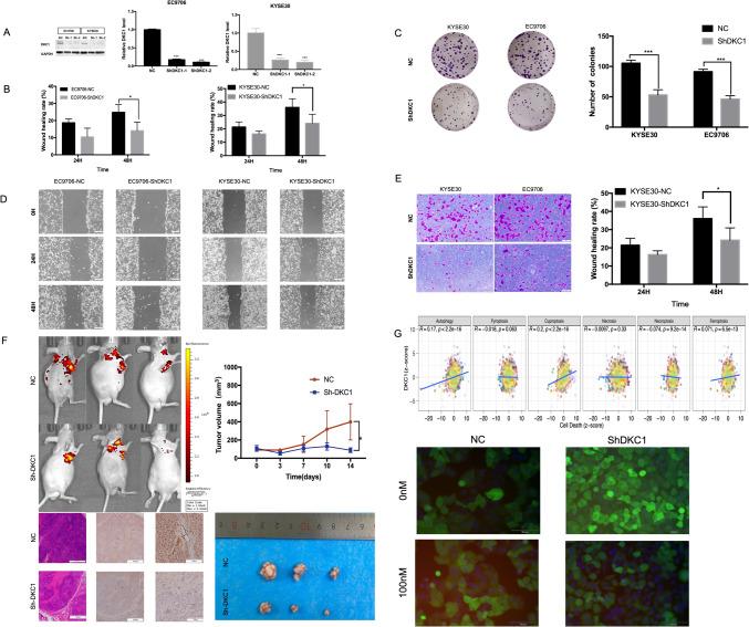 https://cdn.ncbi.nlm.nih.gov/pmc/blobs/49e9/11300667/0287310b13b9/432_2024_5870_Fig10_HTML.jpg