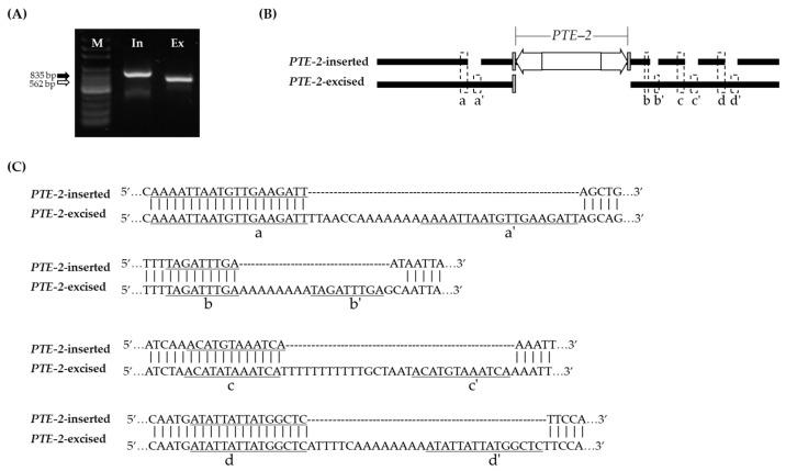 https://cdn.ncbi.nlm.nih.gov/pmc/blobs/49e9/9319602/3bf1917efece/genes-13-01222-g007.jpg