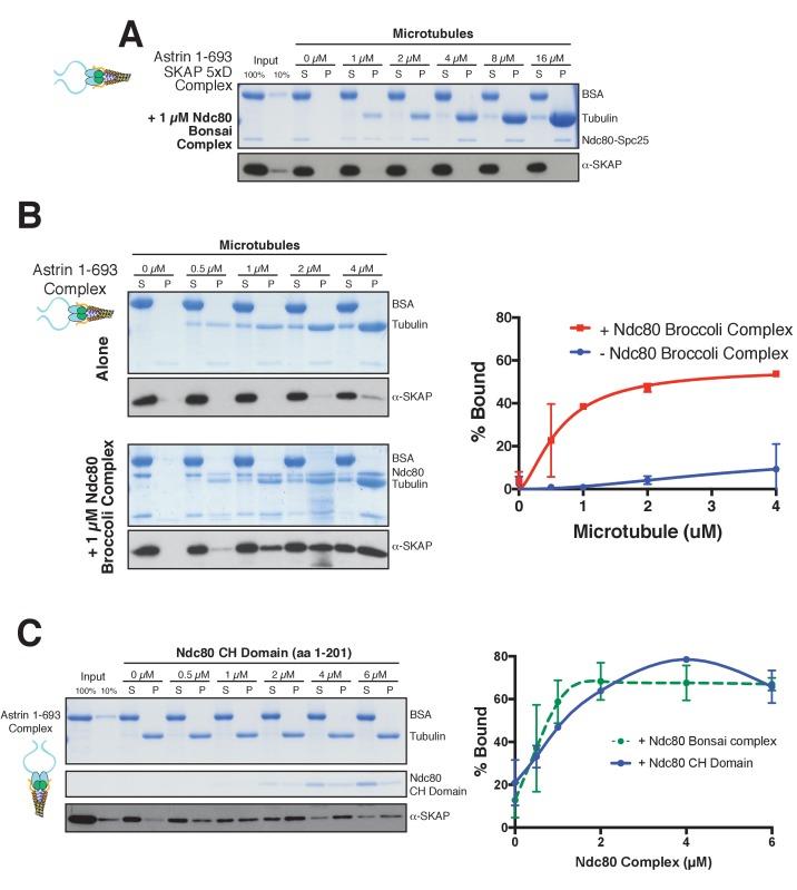 https://cdn.ncbi.nlm.nih.gov/pmc/blobs/49eb/5602300/193f768686a4/elife-26866-fig5-figsupp1.jpg