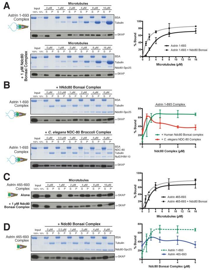 https://cdn.ncbi.nlm.nih.gov/pmc/blobs/49eb/5602300/6c6c08f5e425/elife-26866-fig5.jpg