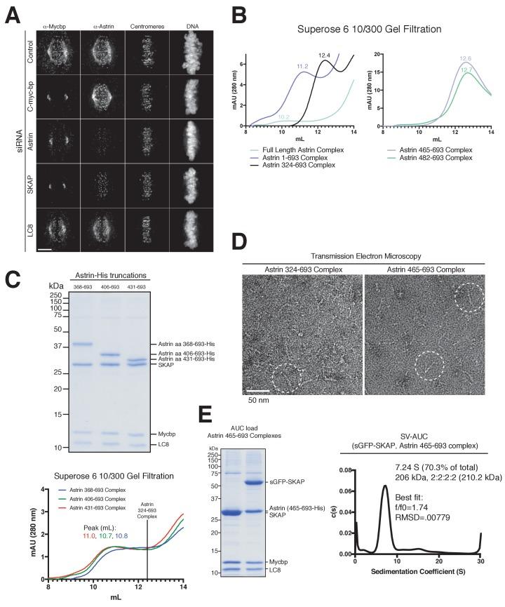 https://cdn.ncbi.nlm.nih.gov/pmc/blobs/49eb/5602300/80a06e5af3f9/elife-26866-fig1-figsupp1.jpg