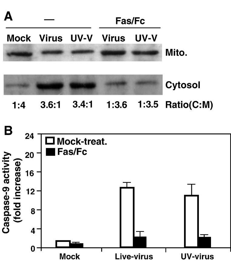 https://cdn.ncbi.nlm.nih.gov/pmc/blobs/49ee/7103337/9caece337629/gr7_lrg.jpg