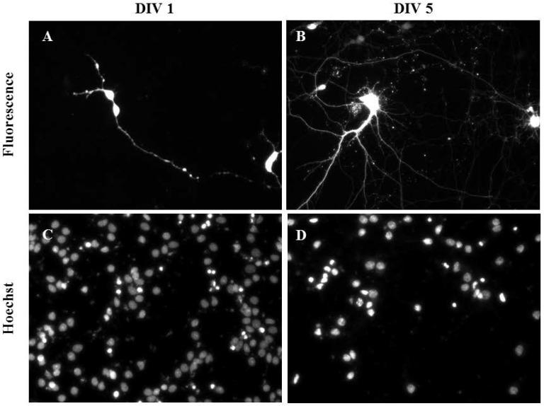 https://cdn.ncbi.nlm.nih.gov/pmc/blobs/49f2/5333013/c3fc5de07f3d/nanomaterials-07-00028-g005.jpg