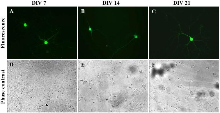 https://cdn.ncbi.nlm.nih.gov/pmc/blobs/49f2/5333013/c50ad09510ab/nanomaterials-07-00028-g004.jpg