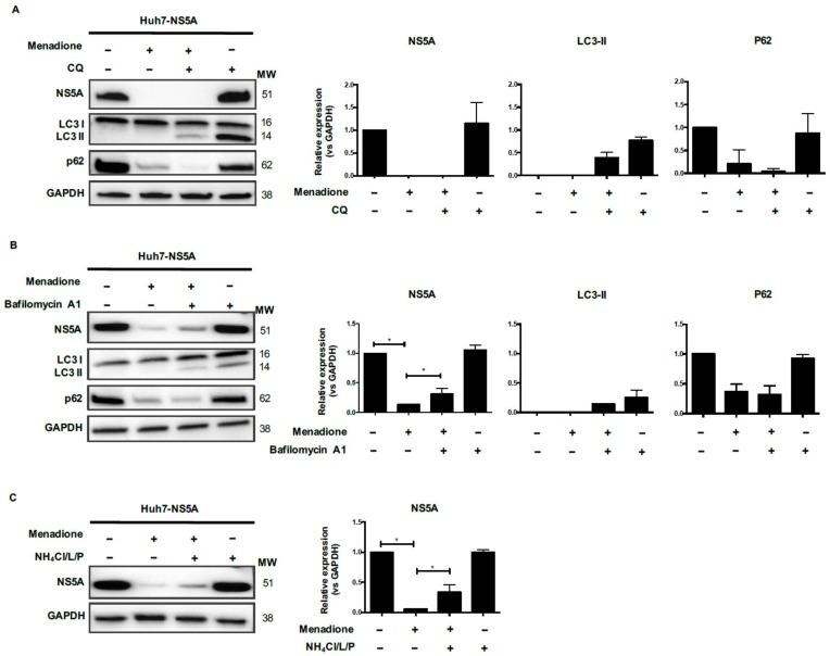 https://cdn.ncbi.nlm.nih.gov/pmc/blobs/49f4/7232227/e72c373df949/viruses-12-00425-g007.jpg