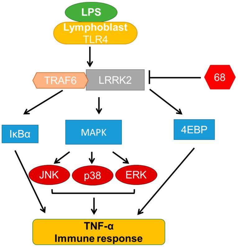 https://cdn.ncbi.nlm.nih.gov/pmc/blobs/49f5/7926966/460ada0218ee/cells-10-00480-g007.jpg