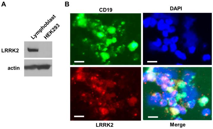https://cdn.ncbi.nlm.nih.gov/pmc/blobs/49f5/7926966/ef85c4c69525/cells-10-00480-g001.jpg