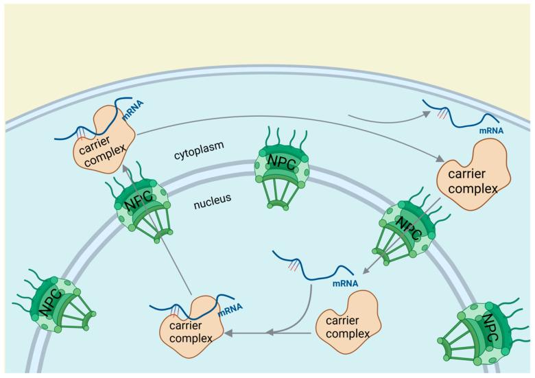 https://cdn.ncbi.nlm.nih.gov/pmc/blobs/49f8/11430443/3faf0dbd1440/biomolecules-14-01056-g005.jpg